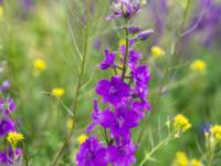 Blühender Orientalischer Rittersporn